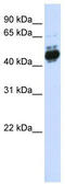 Transcription Factor AP-2 Beta antibody, TA344548, Origene, Western Blot image 