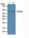 Caspase 4 antibody, LS-C293210, Lifespan Biosciences, Western Blot image 
