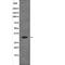 Cyclin Dependent Kinase 5 antibody, abx149159, Abbexa, Western Blot image 