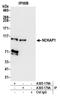 Nck-associated protein 1 antibody, A305-178A, Bethyl Labs, Immunoprecipitation image 