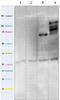 Solute Carrier Family 25 Member 4 antibody, ab110322, Abcam, Western Blot image 
