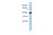 Ermin antibody, A10164, Boster Biological Technology, Western Blot image 