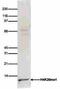 Histone Cluster 4 H4 antibody, CI1005, Boster Biological Technology, Western Blot image 