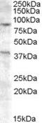 Exonuclease 1 antibody, NB100-93394, Novus Biologicals, Western Blot image 