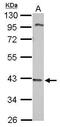 Dynein Assembly Factor With WD Repeats 1 antibody, PA5-31812, Invitrogen Antibodies, Western Blot image 