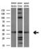 Arginase 2 antibody, NBP2-46539, Novus Biologicals, Western Blot image 