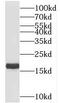 Mitochondrial import inner membrane translocase subunit Tim17-B antibody, FNab08698, FineTest, Western Blot image 