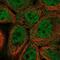 Tetraspanin 15 antibody, NBP1-92540, Novus Biologicals, Immunofluorescence image 