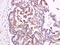 Migration And Invasion Enhancer 1 antibody, orb2625, Biorbyt, Immunohistochemistry paraffin image 