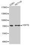 Heat shock 70 kDa protein 1A/1B antibody, MBS126127, MyBioSource, Western Blot image 