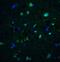 CD81 Molecule antibody, A01281, Boster Biological Technology, Immunofluorescence image 