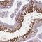 Tetratricopeptide Repeat Domain 12 antibody, NBP2-57113, Novus Biologicals, Immunohistochemistry frozen image 