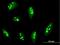 Ribosomal RNA Processing 12 Homolog antibody, H00023223-B01P, Novus Biologicals, Immunofluorescence image 