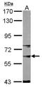 SNW Domain Containing 1 antibody, NBP1-31676, Novus Biologicals, Western Blot image 