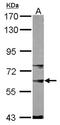 SKIIP antibody, NBP1-31676, Novus Biologicals, Western Blot image 