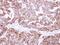 Fumarate Hydratase antibody, NBP1-32893, Novus Biologicals, Immunohistochemistry frozen image 