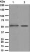Potassium Voltage-Gated Channel Subfamily J Member 2 antibody, ab109750, Abcam, Western Blot image 