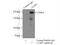 Claspin antibody, 23206-1-AP, Proteintech Group, Immunoprecipitation image 