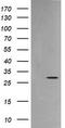 Kallikrein Related Peptidase 8 antibody, LS-C174702, Lifespan Biosciences, Western Blot image 