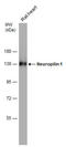 Neuropilin 1 antibody, GTX127947, GeneTex, Western Blot image 