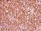 Myosin IC antibody, NBP2-19454, Novus Biologicals, Immunohistochemistry paraffin image 