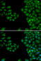 Neurofilament Light antibody, 13-110, ProSci, Immunofluorescence image 