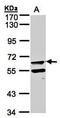 Fucose-1-Phosphate Guanylyltransferase antibody, orb73731, Biorbyt, Western Blot image 