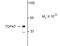 TARDBP antibody, NBP2-29648, Novus Biologicals, Western Blot image 