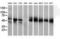 Histone Deacetylase 1 antibody, LS-C172521, Lifespan Biosciences, Western Blot image 