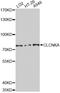 Chloride Voltage-Gated Channel Ka antibody, STJ23154, St John