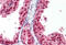 Retinoid X Receptor Beta antibody, MBS246592, MyBioSource, Immunohistochemistry frozen image 