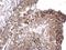 RuvB Like AAA ATPase 2 antibody, GTX113926, GeneTex, Immunohistochemistry paraffin image 