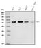 Interferon Regulatory Factor 3 antibody, A00165-6, Boster Biological Technology, Western Blot image 