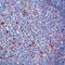 Lysozyme antibody, PA5-16668, Invitrogen Antibodies, Immunohistochemistry frozen image 
