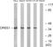 Olfactory Receptor Family 6 Subfamily S Member 1 antibody, GTX87572, GeneTex, Western Blot image 