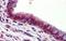 Ubiquilin 1 antibody, NBP1-56536, Novus Biologicals, Immunohistochemistry frozen image 