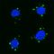 Sequestosome 1 antibody, IC8028G, R&D Systems, Immunocytochemistry image 