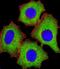Eukaryotic Translation Initiation Factor 4E antibody, M00135-2, Boster Biological Technology, Immunofluorescence image 