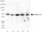 Angiopoietin Like 4 antibody, TA336910, Origene, Western Blot image 