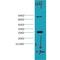 GST antibody, LS-C387321, Lifespan Biosciences, Western Blot image 