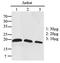 Rac Family Small GTPase 2 antibody, MBS200213, MyBioSource, Western Blot image 