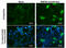 Bone Morphogenetic Protein 8b antibody, GTX629764, GeneTex, Immunofluorescence image 