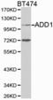 SRBP1 antibody, LS-C192682, Lifespan Biosciences, Western Blot image 