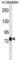 Leucine Rich Repeat Containing 4C antibody, abx030349, Abbexa, Western Blot image 