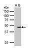 Pygopus Family PHD Finger 2 antibody, NBP2-20019, Novus Biologicals, Immunoprecipitation image 