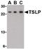 Thymic Stromal Lymphopoietin antibody, PA5-20320, Invitrogen Antibodies, Western Blot image 