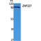 Zinc Finger Protein 227 antibody, LS-C386848, Lifespan Biosciences, Western Blot image 