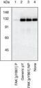 Protein Tyrosine Kinase 2 antibody, NBP2-68146, Novus Biologicals, Western Blot image 