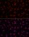 CD34 antibody, LS-C748946, Lifespan Biosciences, Immunofluorescence image 