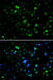 E74 Like ETS Transcription Factor 5 antibody, MBS129922, MyBioSource, Immunofluorescence image 